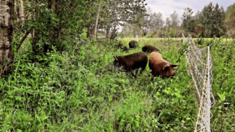 Planting with Purpose: How diverse forage mixes power regenerative grazing at Rocking T Farms
