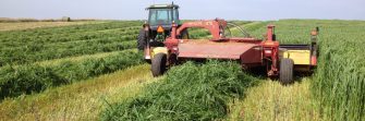 Alternative Forage Options for Feed