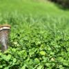 Food Plot Seed for Deer