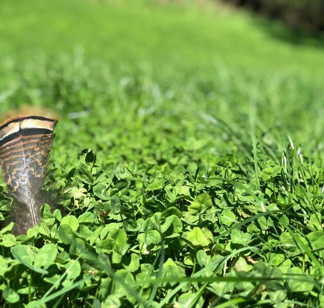 Food Plot Seed for Deer