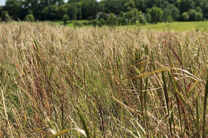 Native Grass Seed for Sale - Little Country Native Mix