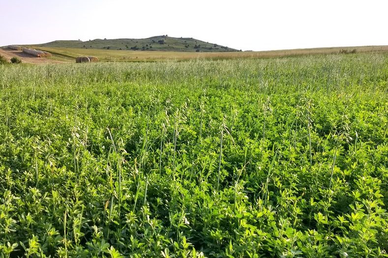 Alfalfa Grass Mix Seed for Sale