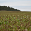 German Millet Seed for Grass & Hay - Millborn Seeds
