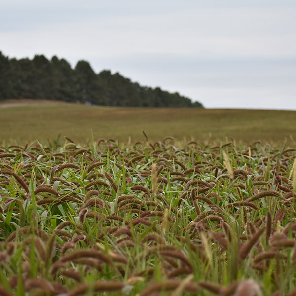 German Millet Seed for Grass & Hay - Millborn Seeds