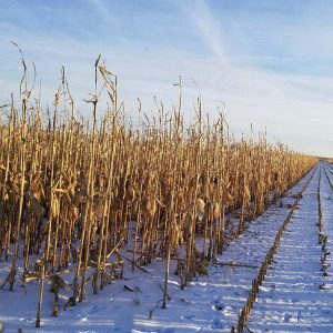 Corn Food Plot Seed