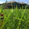 Landscapers Grass Seed Mix