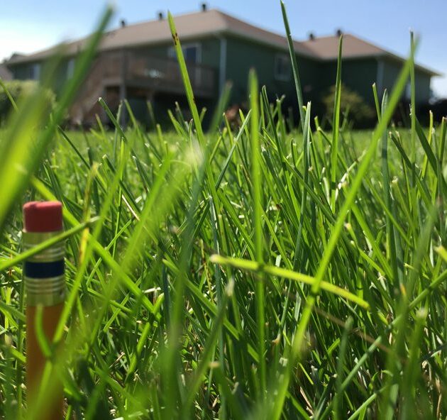 Landscapers Grass Seed Mix