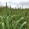 Pearl Millet Seed