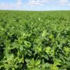 Prime Cut Alfalfa Seed