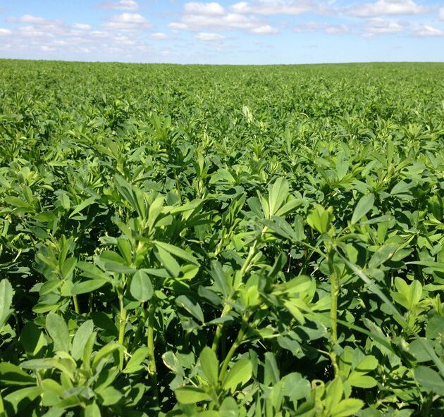 Prime Cut Alfalfa Seed
