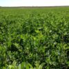 Alfalfa Hay Seeds for Sale