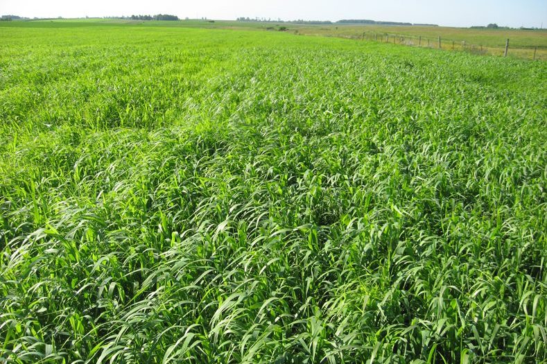 Siberian Millet Seed for Sale Renovo Seed