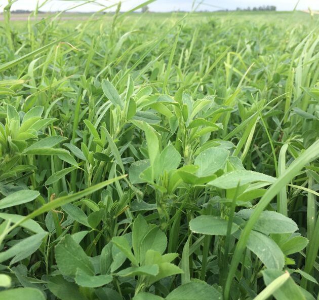 Alfalfa Grass Mix Seed - The Stockman