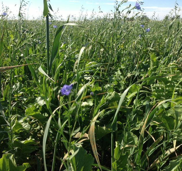 Fall Cover Crops - The Producer