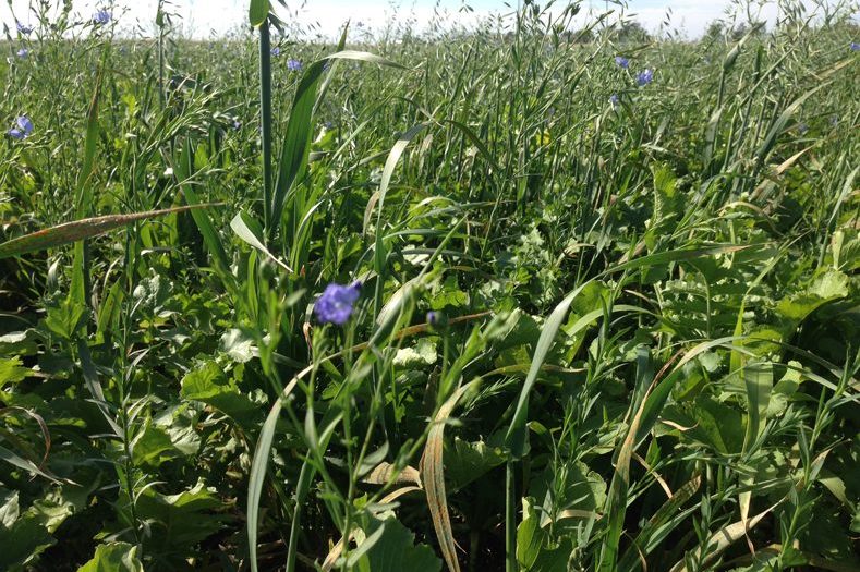Fall Cover Crops - The Producer