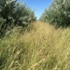 MSI Tree Belt Seed Mix