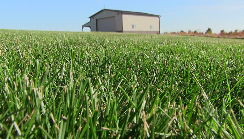 Turf Grass Seed Mix - Fairgrounds
