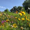 Native Prairie Seed Mix - Prairie Flower Medley Mix™