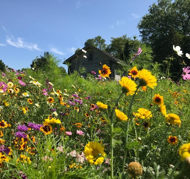 Native Prairie Seed Mix - Prairie Flower Medley Mix™