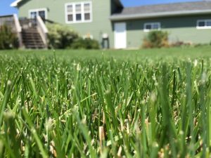 Lawn Grass Seeds - Quality Sun & Shade