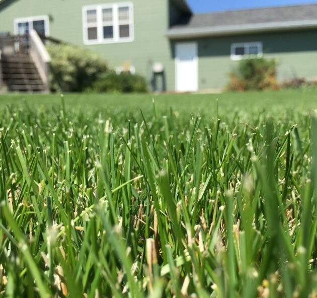 Lawn Grass Seeds - Quality Sun & Shade