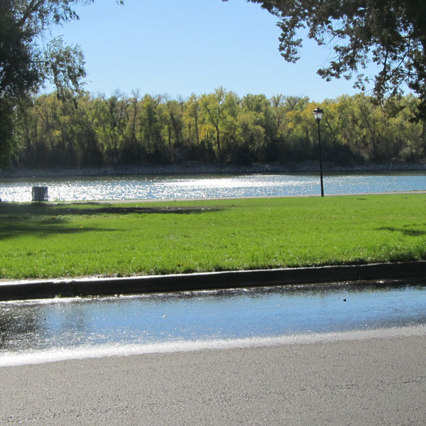 Drought Tolerant Grass Seed - Heartland