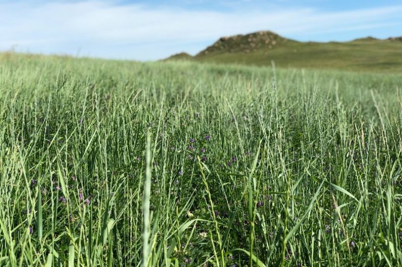 Alfalfa Grass Seed - Creeping Alfalfa - Renovo Seed