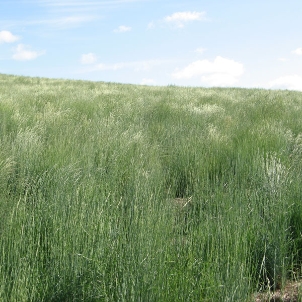 Dryland Grass Seed - High and Dry Grass Mix