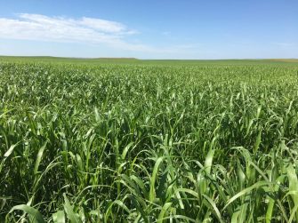 Seeds in Season: Warm-Season Hay