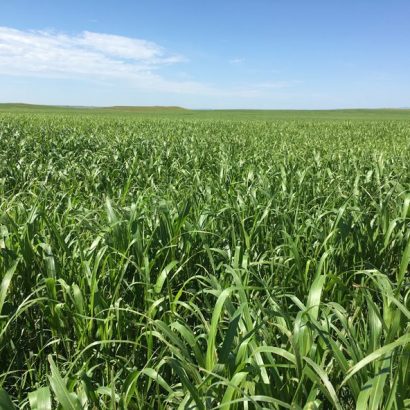 Seeds in Season: Warm-Season Hay