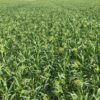 Proso Millet Seed
