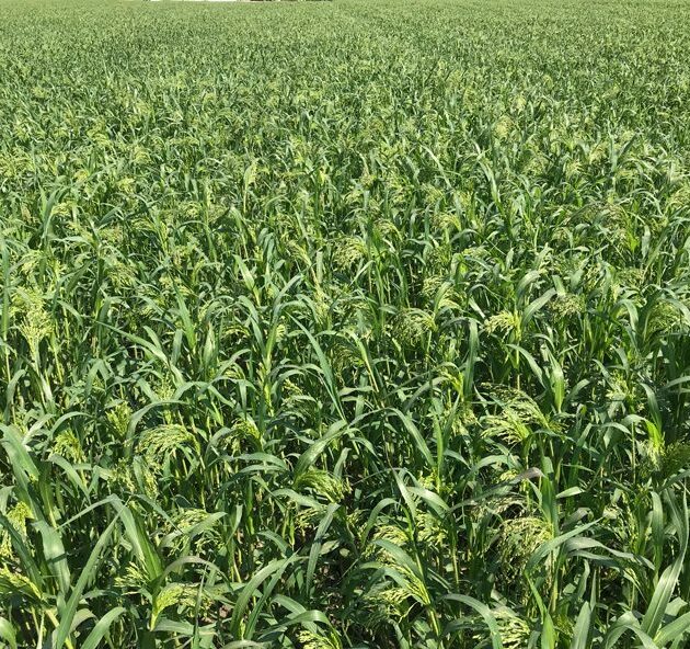 Proso Millet Seed