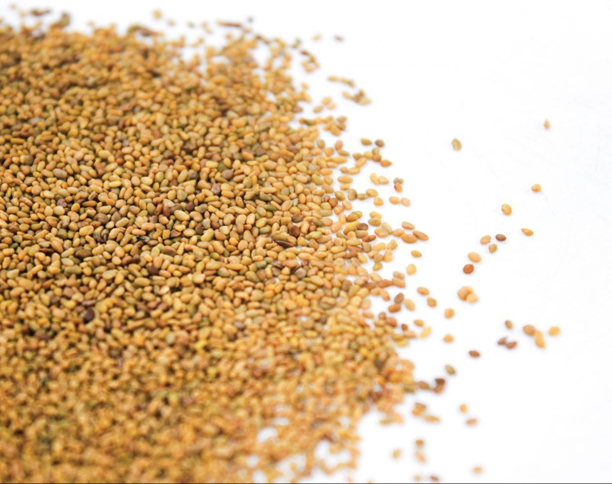 alfalfa seeds