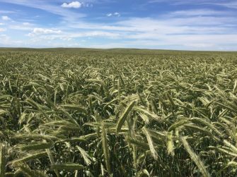 High Yielding Hybrid Rye Opens Options