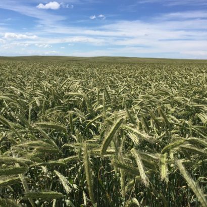 High Yielding Hybrid Rye Opens Options