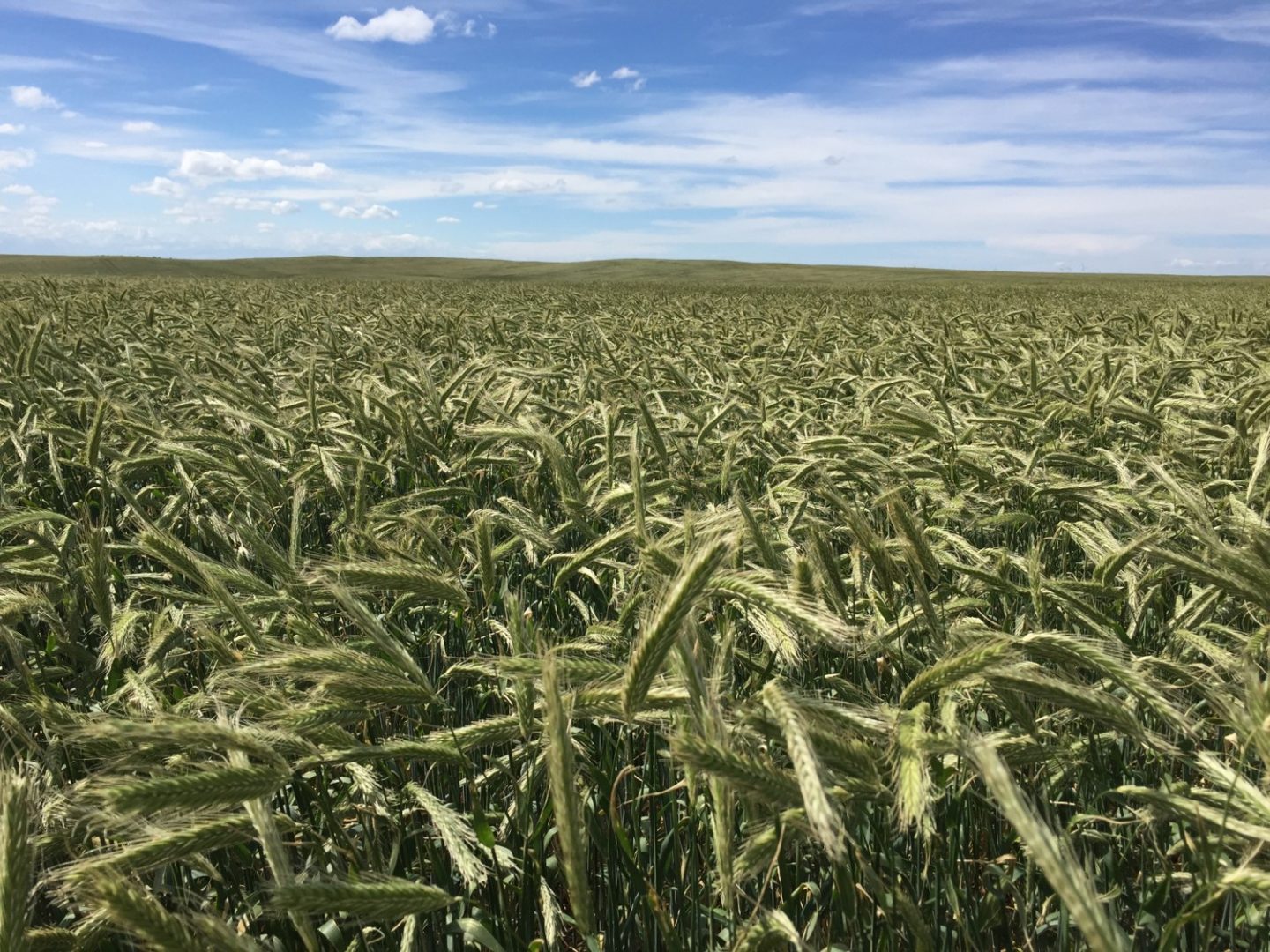 rye field