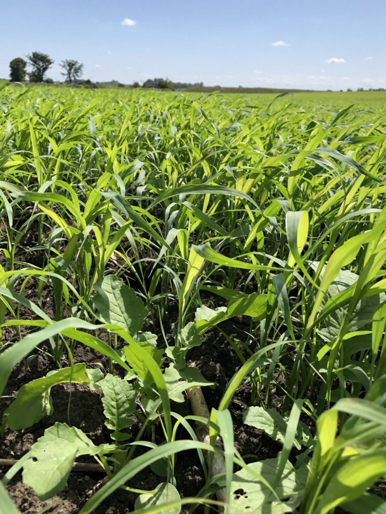 Custom Cover Crop Mix Near Hartford, SD