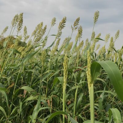 Cover Crops