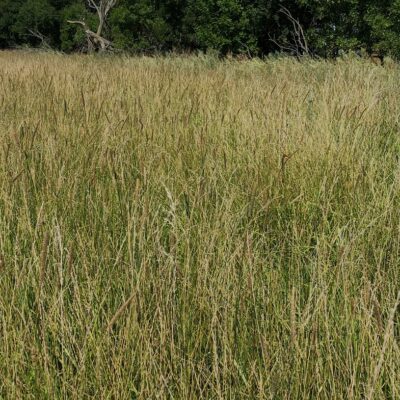 Hay & Pasture