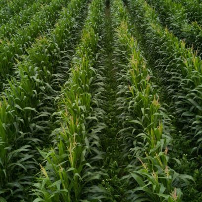 Improving Soil Health with Wide-Row Corn