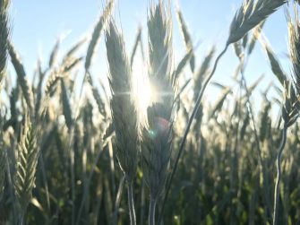 Double Cropping Begins with Cool Season Forages