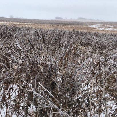 Habitat + Hunting: Effect of Native Grasses on Wildlife Habitat