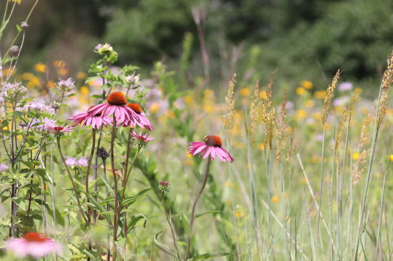 Ohio Conservation Reserve Program SAFE Mix | Renovo Seed