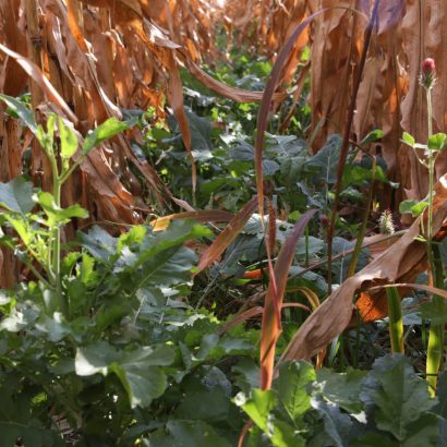 Myth Busting Cover Crops