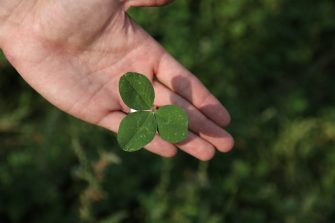 Get a Head Start on Your Clovers This Spring