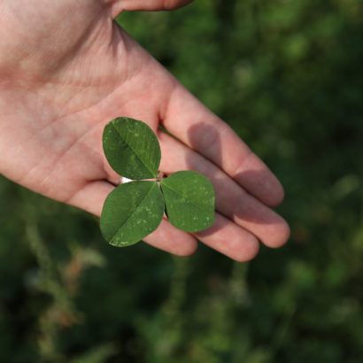 Get a Head Start on Your Clovers This Spring