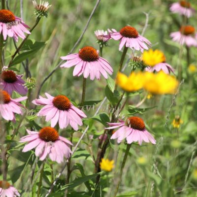 Solar Pollinator Buffer Mix