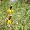 Prairie Coneflower
