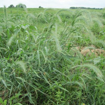 Canada Wildrye - Elymus canadensis