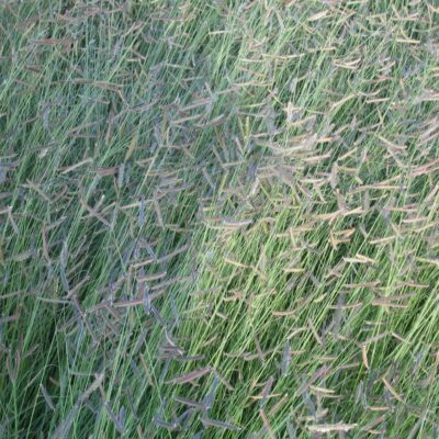 Blue Grama - Bouteloua gracilis 